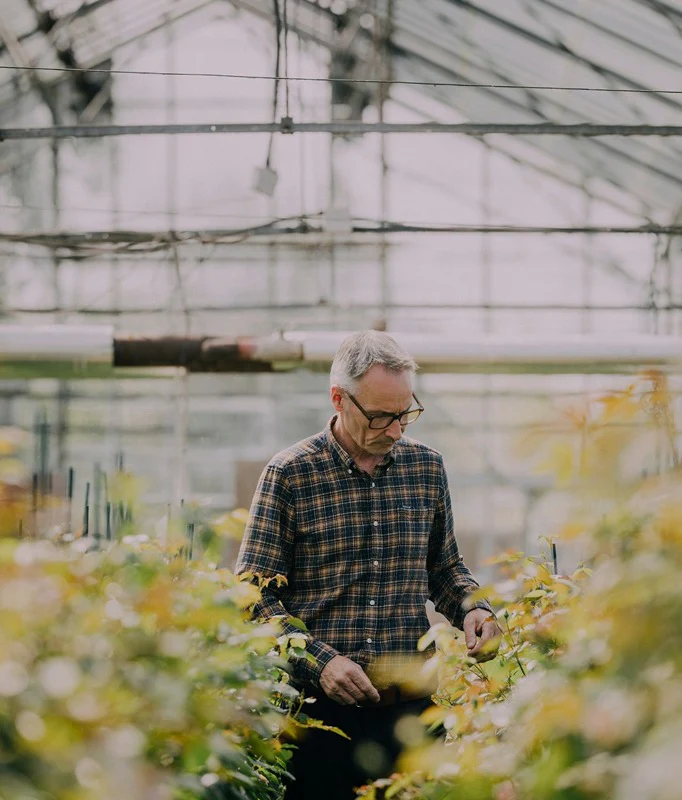 The Art of English Roses