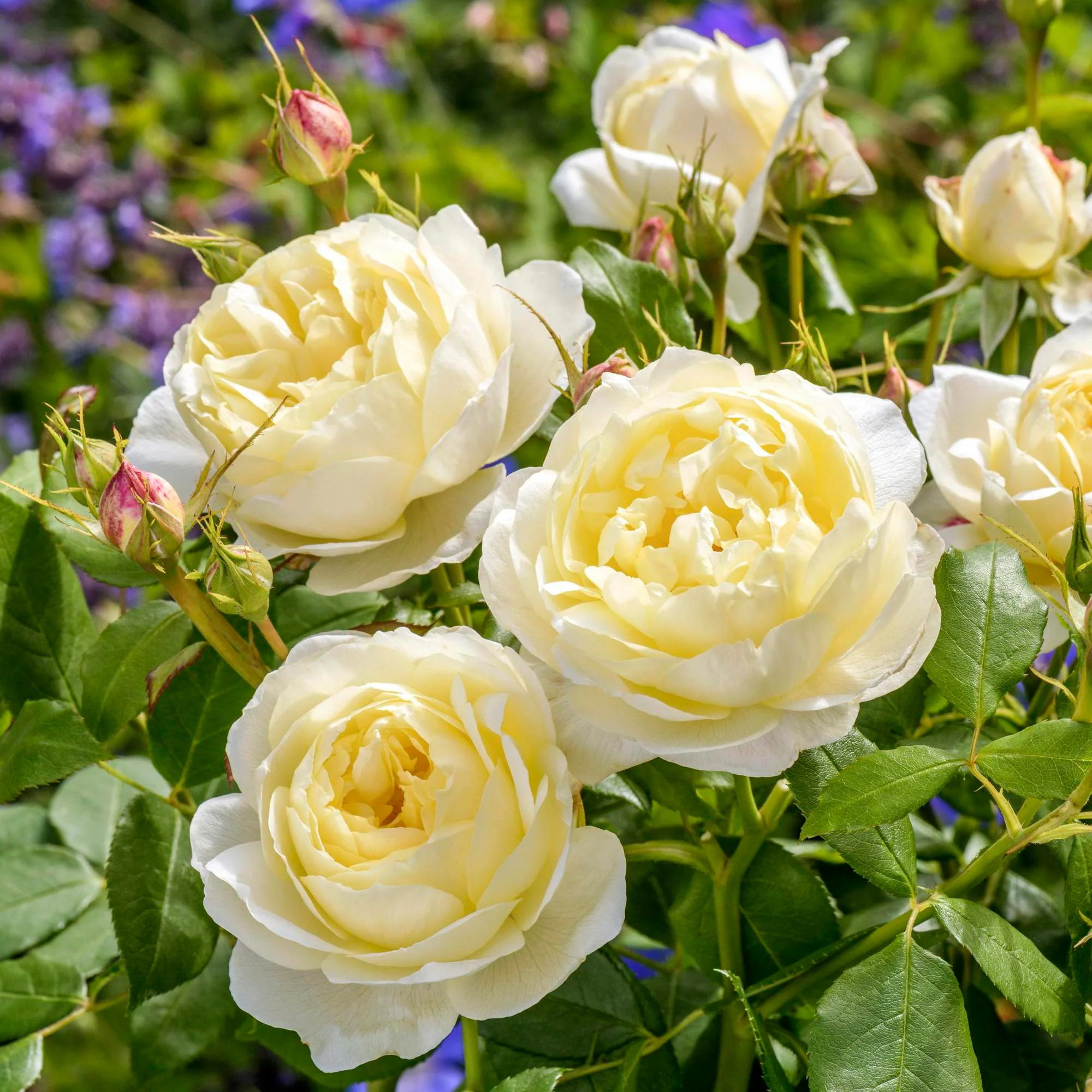 Best For Flowering